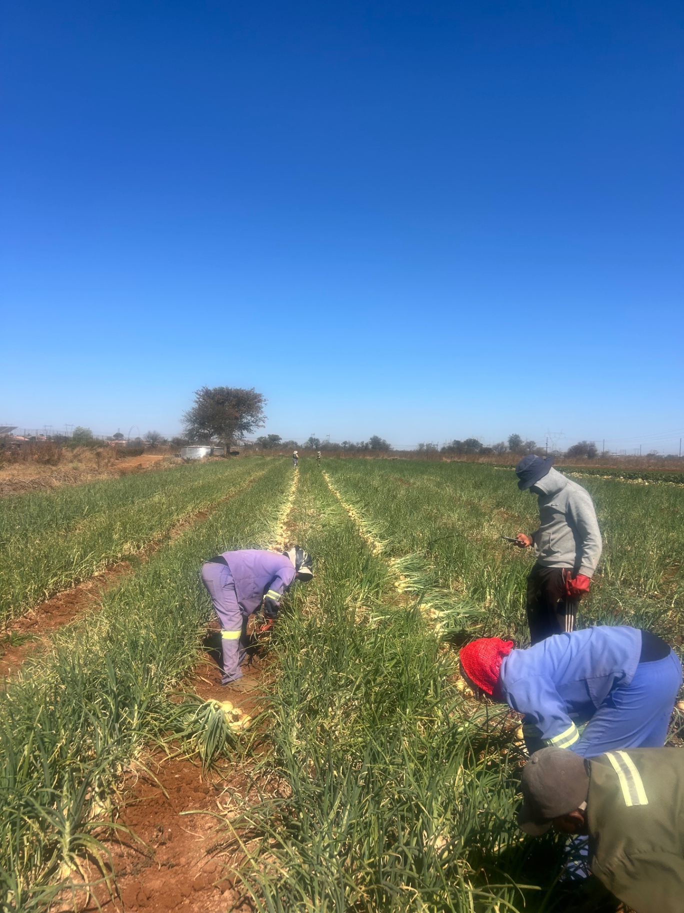 Workers harvesting onions from the S.M.I.L.E. Village farm field